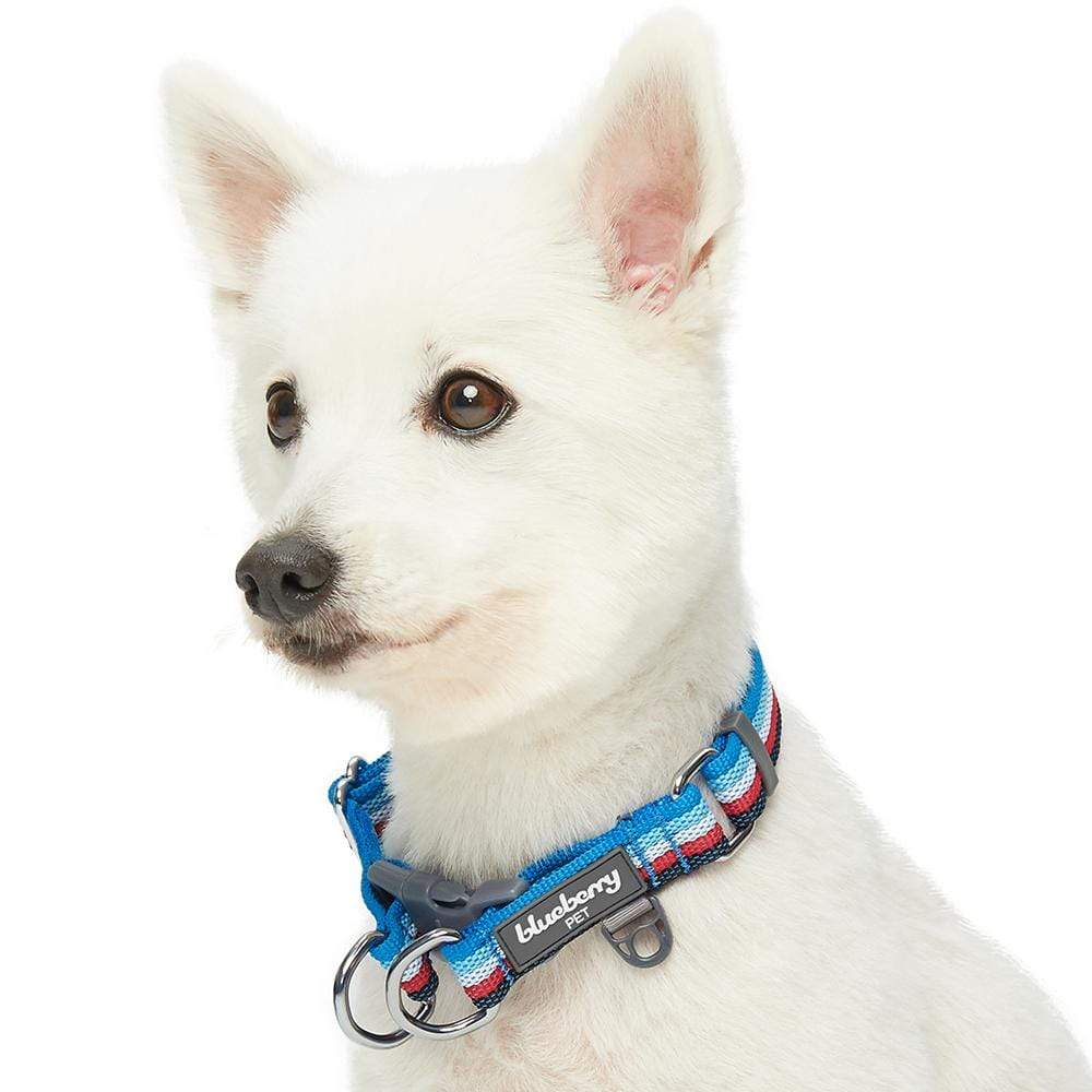 Multi-Colored Stripe Dog Collar for Stylish Pets | Blueberry Pet