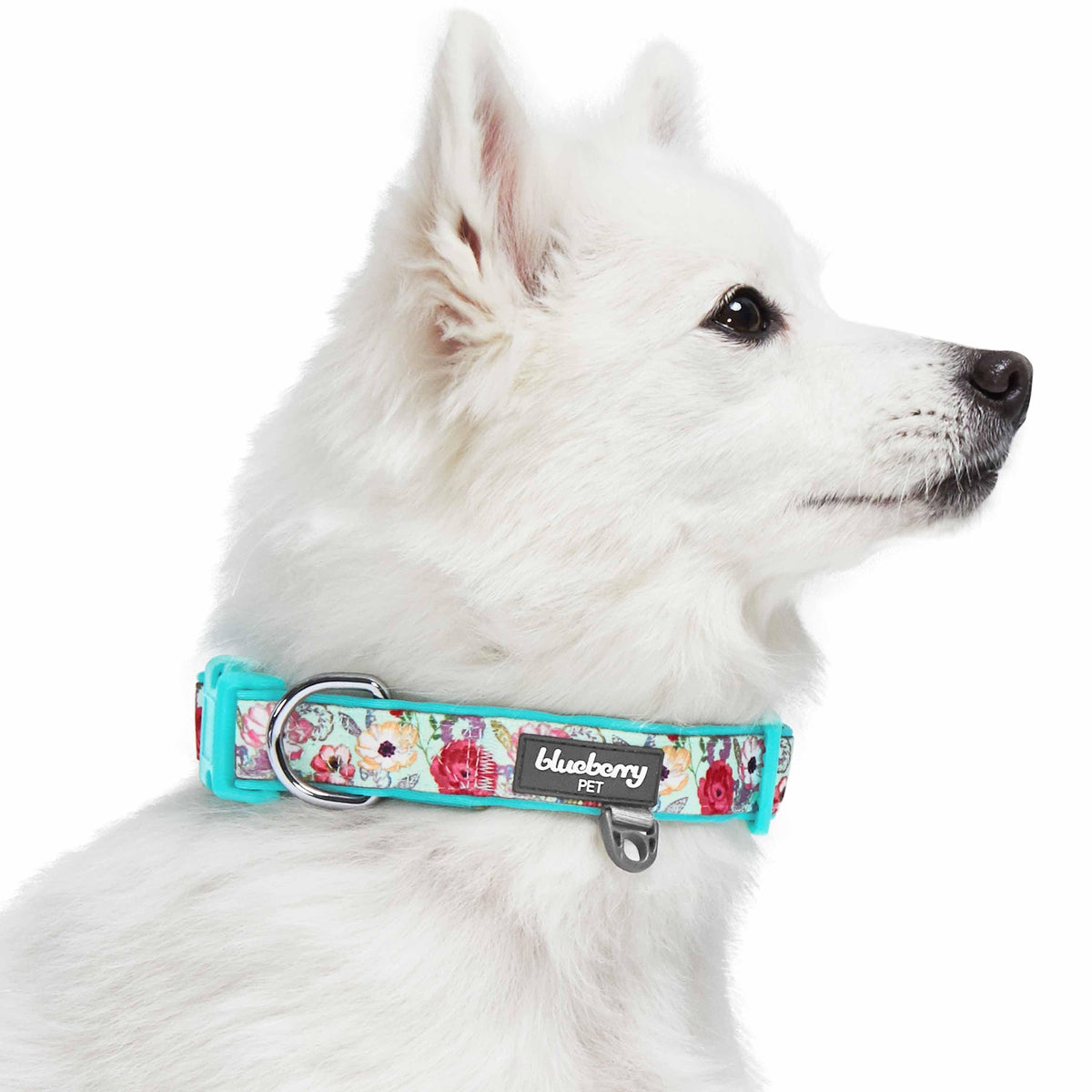 Padded dog collars shop
