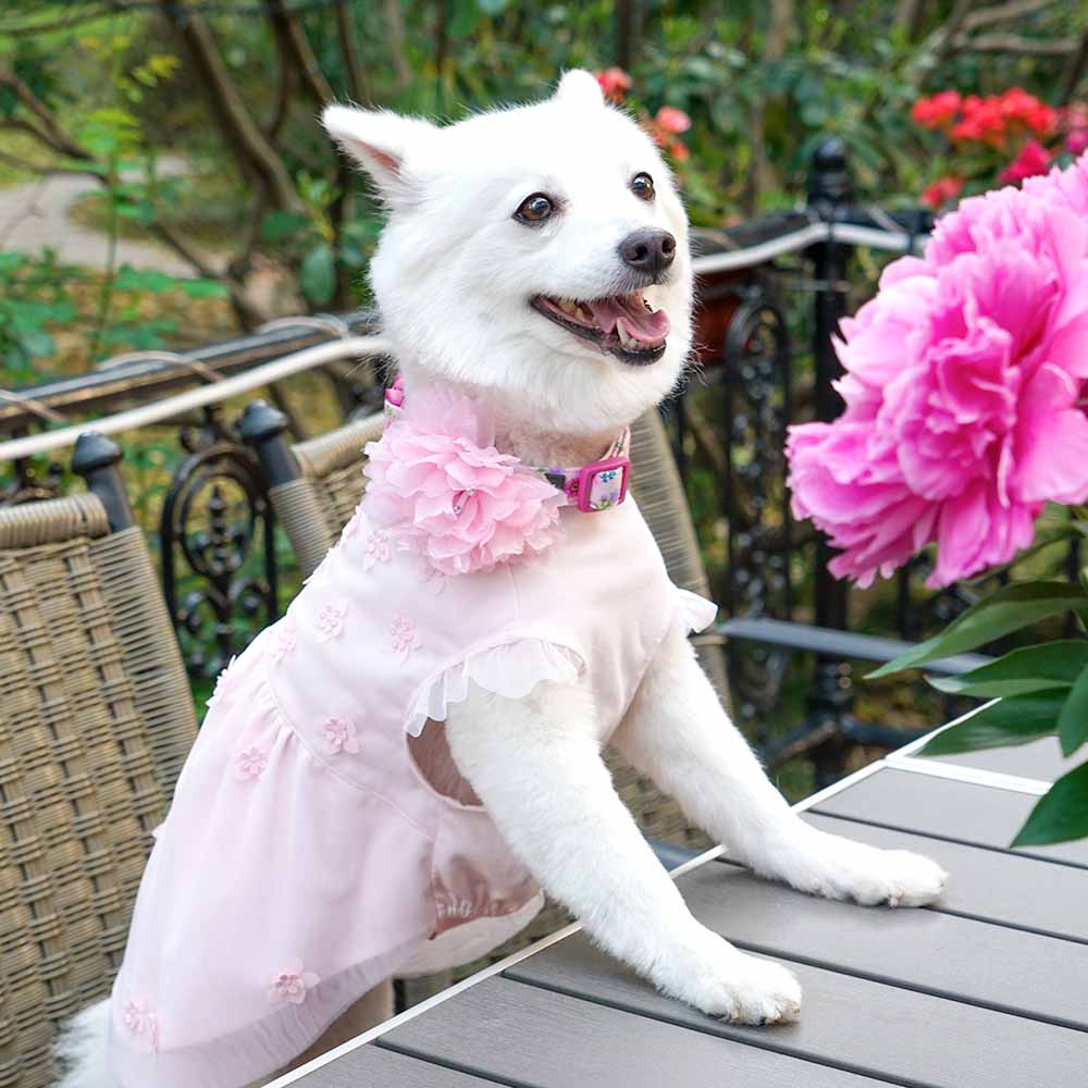 Blueberry Pet Breton Stripe Dog Dress - Baby Pink - 16 Inches Blueberry Pet Breton Stripe Dog Dress - Baby Pink - 16 Inches