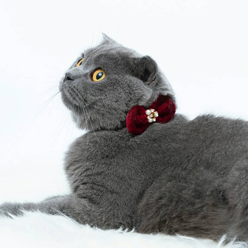 Sheer Passion Pink Bow Cat Collar With Rhinestones Pearls | Blueberry Pet