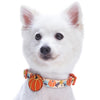 Dog Collar Blueberry Pet Thanksgiving Dog Collar Autumn Fall Pumpkin Pet Dog Collars Accessory for Small Medium Large Girl Boy Pets Pumpkin / Small