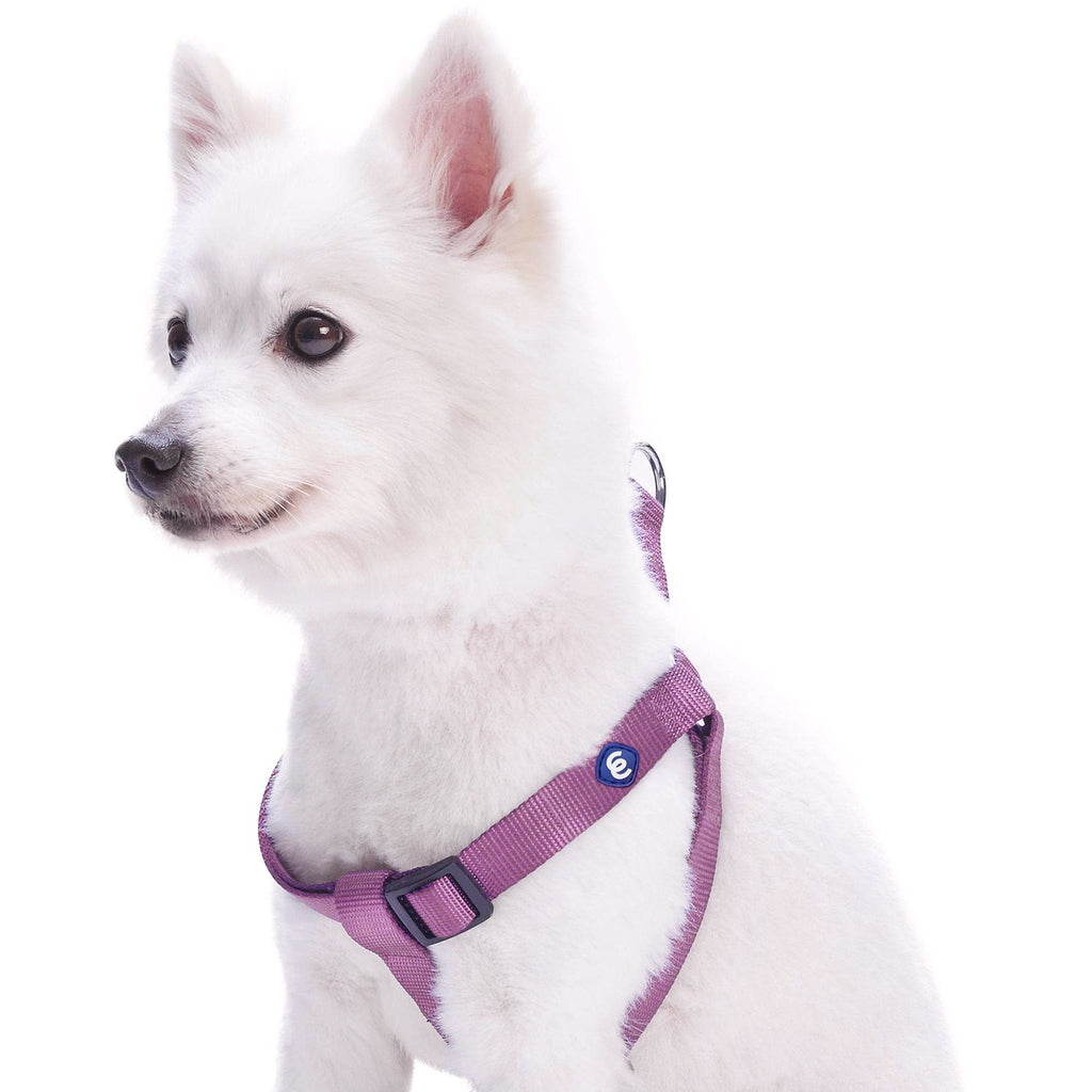 Blueberry Pet Dog Collar