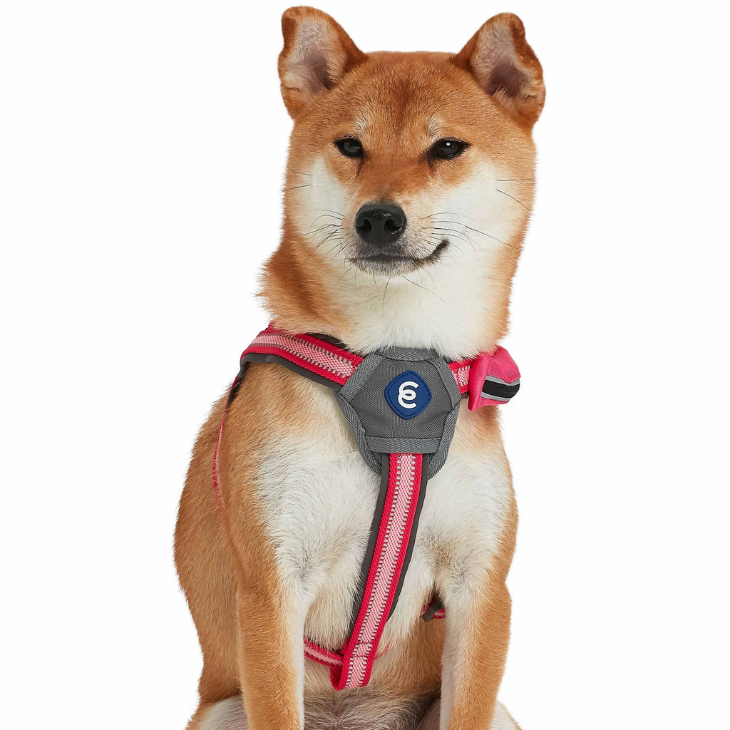 Reflective Dog Harness with Treat Pocket Back to Basics Step in Harness for Small Medium Large Pet Blueberry Pet
