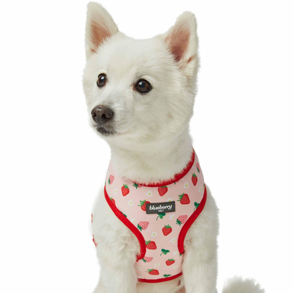 Strawberry Harness, Flower Dog Collar Set