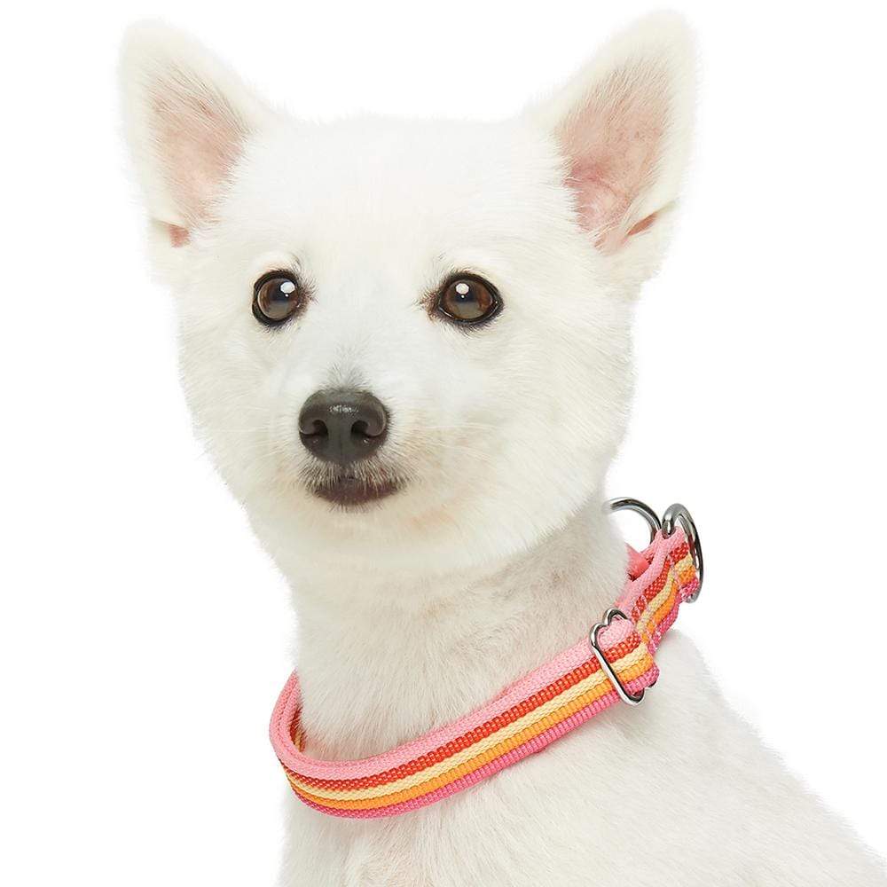 Multi-Colored Stripe Dog Collar for Stylish Pets | Blueberry Pet