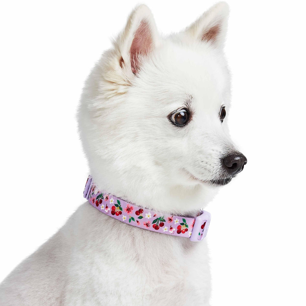 Dog Collar Large - Gardenia Porcelain
