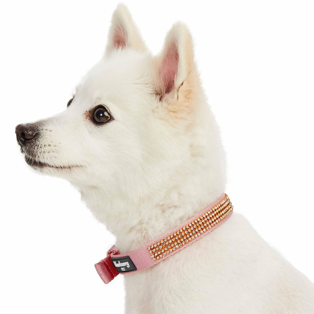 Puppy Collars Dog Collar for Small Dogs Summer Dog Collar- Leather Dog  Collar - Dog Collar for Small Dogs Girl Dog Accessories Cute Dog Collars  for