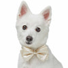 Dog Collar Blueberry Pet Wedding Dog Collar Ivory Bowtie / X-Small