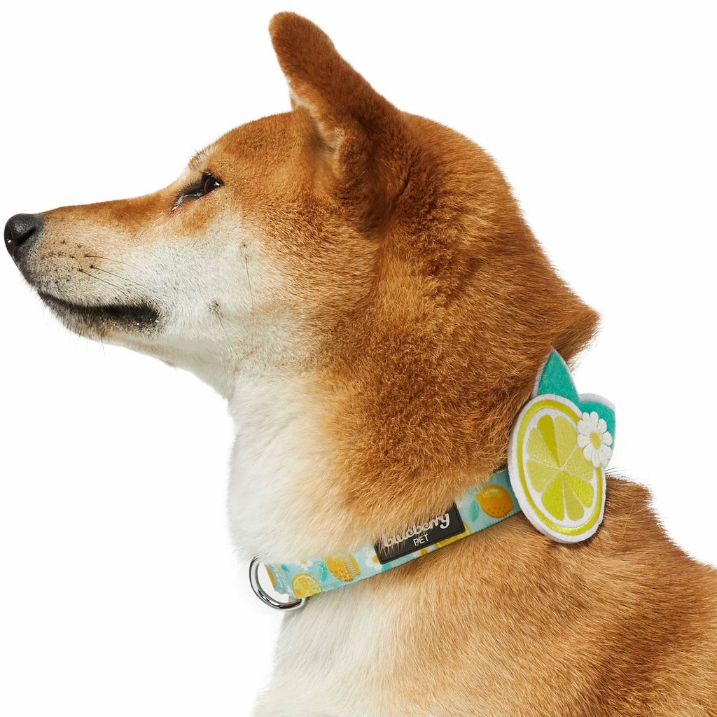 Lime Dog Leash & Collar set- PU Leather Designer Fashion Pet