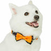 Dog Collar Blueberry Pet Halloween Polka Dot Dog Collar Polka Dot / Small