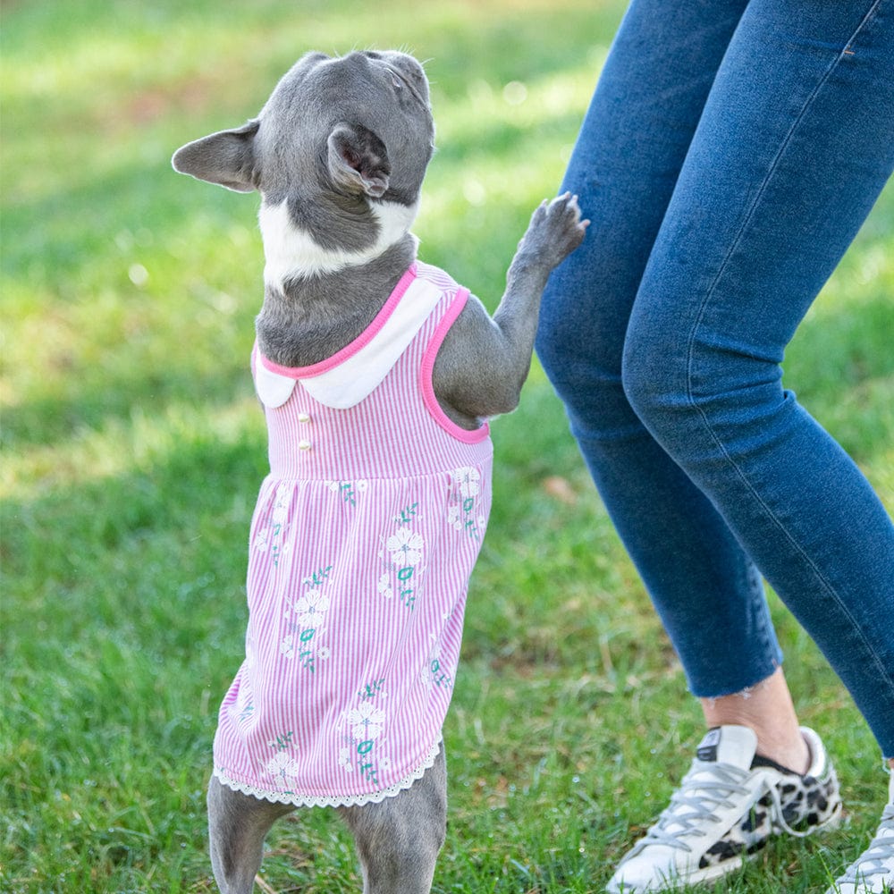 Wonderland Floral Pink Stripe Dog Dress For Pups Chic Look
