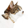 Cat Collar Blueberry Pet Perfect-fit Glistering PU Leather Cat Collar with Bell and Flower Sparkling Gold / 7.8