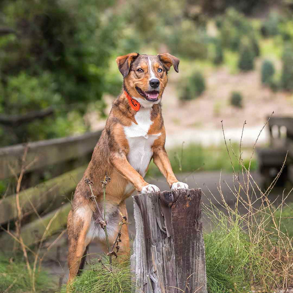 Halloween Dog Collar With Pumpkin Ghost And Witches Design