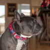 Dog Collar Blueberry Pet Sherpa Fleece Padded Dog Collar in Scottish Argyle