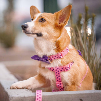 Heart Dog Collar Valentine s Day Gift for Small Medium Large Dogs Blueberry Pet