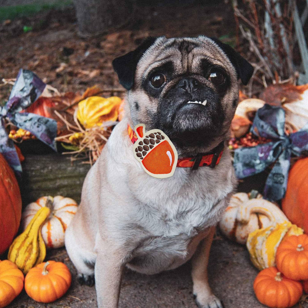 Pumpkin collar best sale