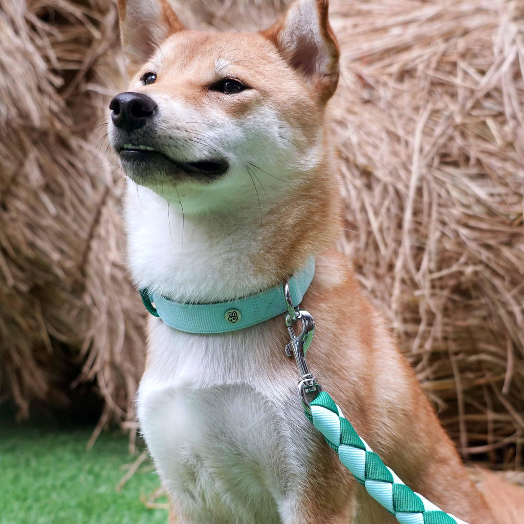 Iconic Color Block Dog Collar For Stylish Pet Comfort | Blueberry Pet