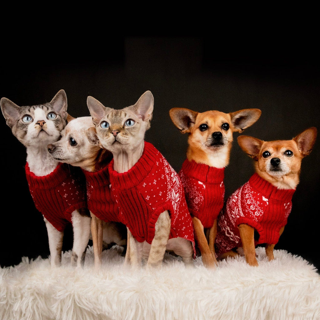 Dog Christmas Sweater: 13 Options That Will Make Your Pup Even